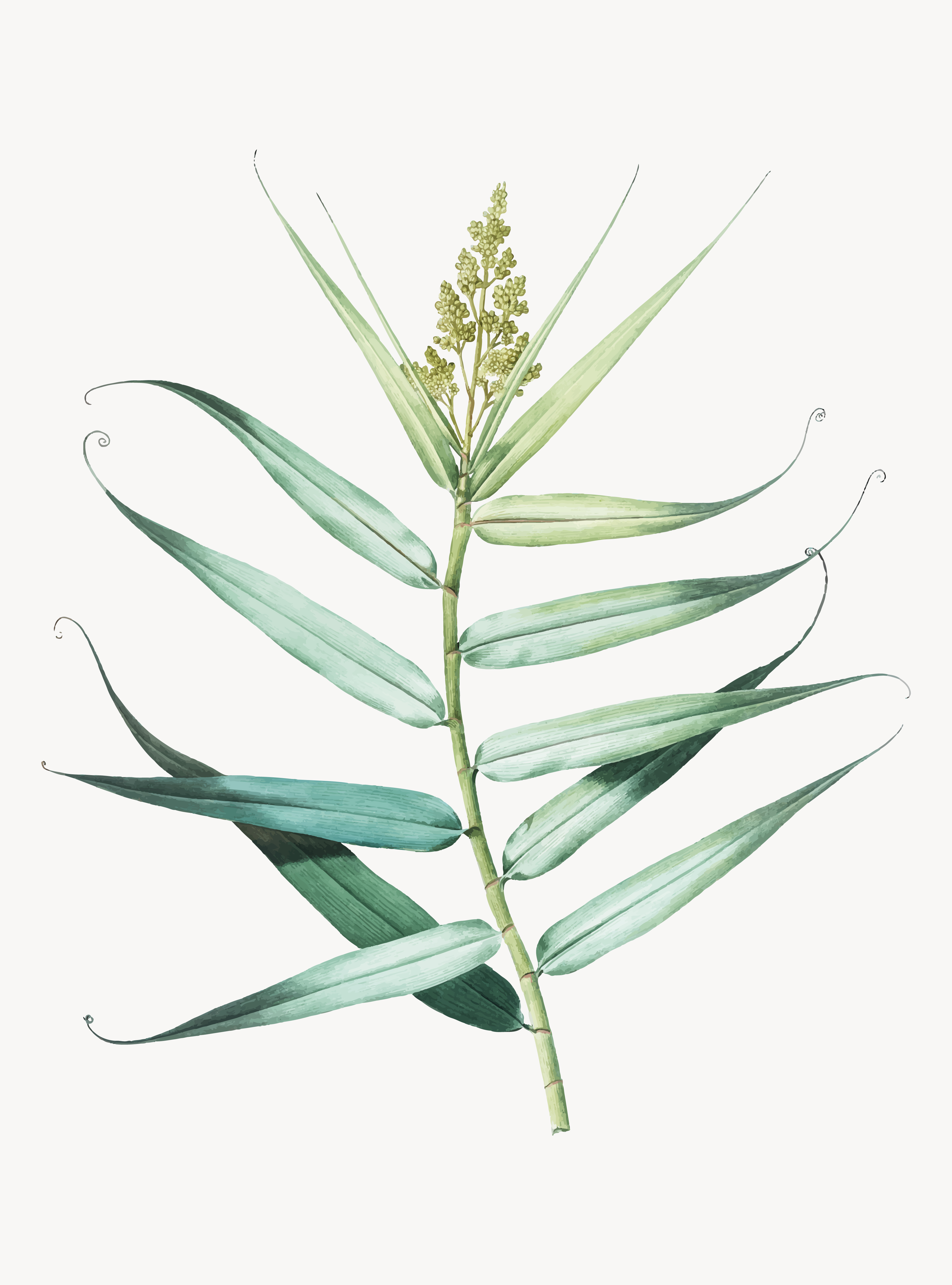 citronelle