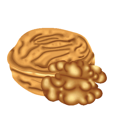 illustration noix
