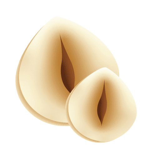Illustration de noisette - Plaine d'Arômes
